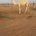 قعود باتلي كفوو