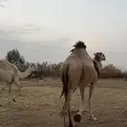 ناقه لقحه منتج
