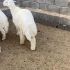 ذبايح طليان حريه