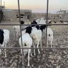 برابر للبيع