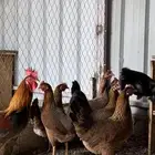 دجاج عربي اصيل
