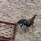 ديك فونكس