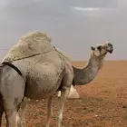 ضروبه للبيع