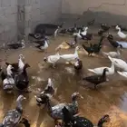 بح بياض