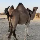 حمرا لقحة