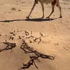 عشرا وضحا تحتها بكره