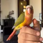 ببغاء كنيور اناناس دبل رد فاكتر هدد واليف