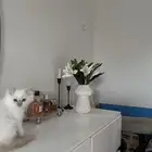 قط شيرازي للبيع العمر 3 شهور