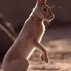 يوجد أرنبين بريه