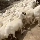 غنم