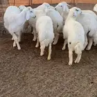 طليان حريه