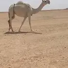 للبيع بكره ثنيه رمانيه مبيوع ولدها قبل اسبوع على جميع الشرو