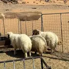 خرفان نعيم فل شحم