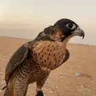 شيهانه جبليه