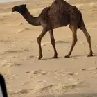 للبيع قعود