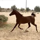 فرس شقراء شييخه خطوه شوال معسوفه