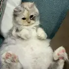 قطه للتبني