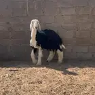للبيع خروف نجدي صنف