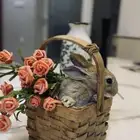 ارنب للبيع