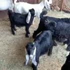 تيوس للبيع مقفله