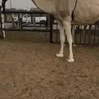 للبيع ضروبه عشرا