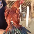 للبيع دجاج سندي فواخر من نسل العم غبشان