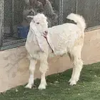 تيس مشروك 4 شهور طيب ( تم البيع )