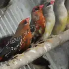جوزين طيور الفروله