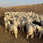 للبيع بهم حري بريدة