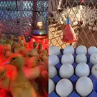 صوص وبيض بط بكيني سوبر جانبو