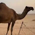 ضروبة صفرا طيبة للبيع عجم