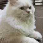 قطة للتبني المستعجل