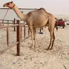للبيع مفروده على جلمود عبيد سلمان الدوسري
