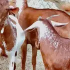 جفير مقاني تاسيس مراح