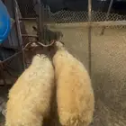 ذبايح وتمايم نعيمي بلدي