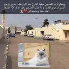 قطه ضايعه لها 5ايام أسكان رماده