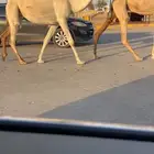 للبيع القحه جذعه مسبقه ثنيه( تم البيع