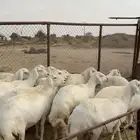 ضأن دفع