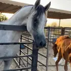 خيل حصان شعبي حاار