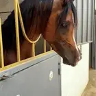 حصان شعبي طراز عالي