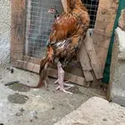 ديك سندي بطل