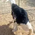 طلي نجدي للبيع