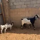 عنز متبع