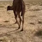 لبيع قود وبكره كفووو
