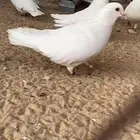 مطلوووب حمام فرنسي