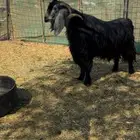 للبيع تيس عارضي صنف الصنف جرم كفو