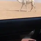 للبيع البكره الكفوو لقحه بكره على باتلي وعلى جميع الشروط