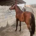 خيل عربي اصيل ب أوراق الصامل فققط
