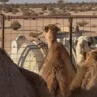 قعود