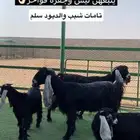 معزا مطافيل